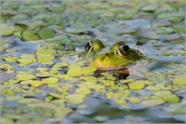 <p>SKOKAN SKŘEHOTAVÝ (Rana ridibunda) Guttau - Německo --- /Marsh frog - Seefrosch/</p>